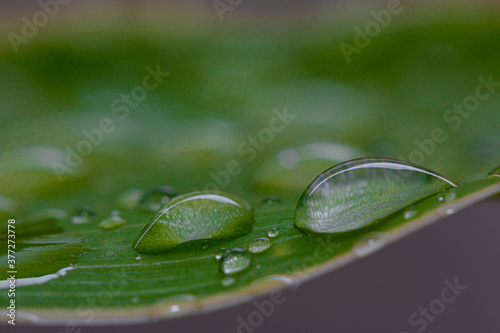 Rain drop on green leaf with nature background.