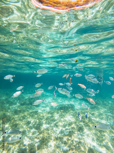 School of saddled seabream fish (Oblada melanura) cimen of a remnant of algae under the waters of a cove in Majorca. Fishery concept photo