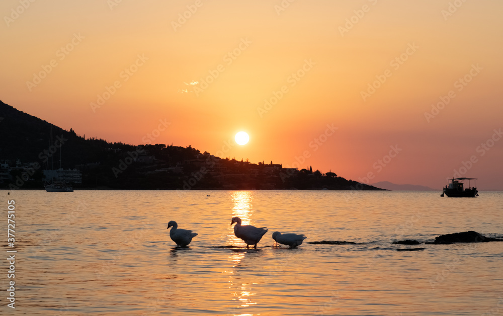 Three geese in the early morning sunset