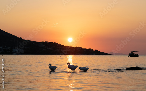 Three geese in the early morning sunset