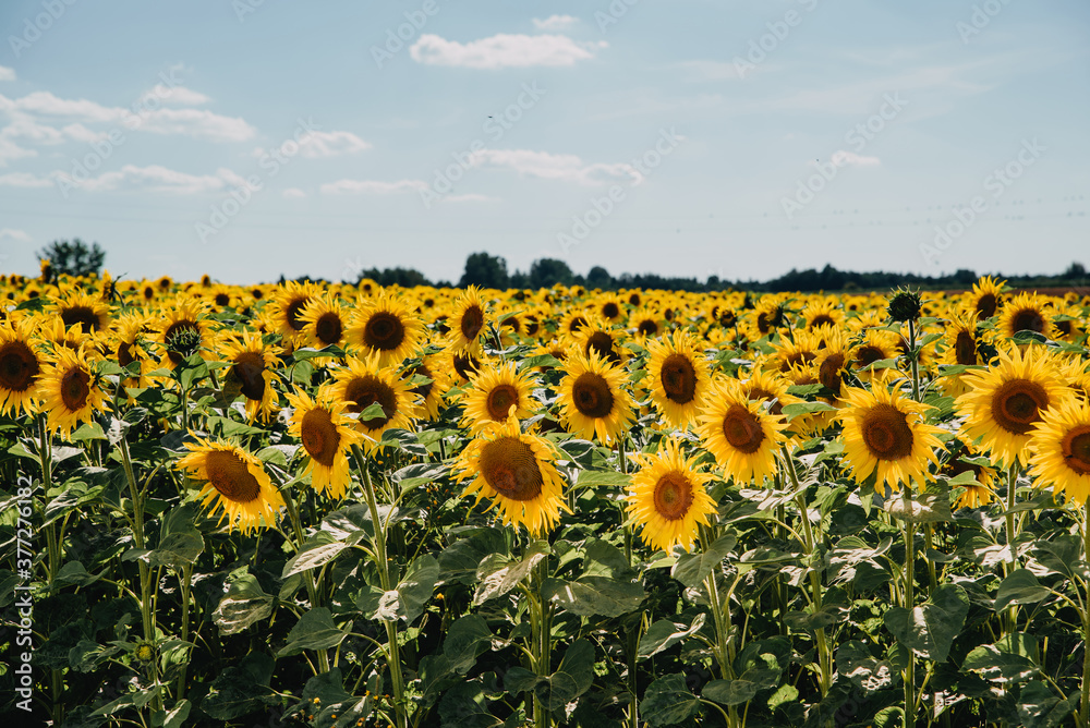 Fototapeta premium Field of blooming sunflowers on a sunny day. Countryside summer landscape with golden sunflowers. Ecological farming