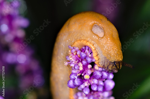 Snail on top of purple Liriope flower