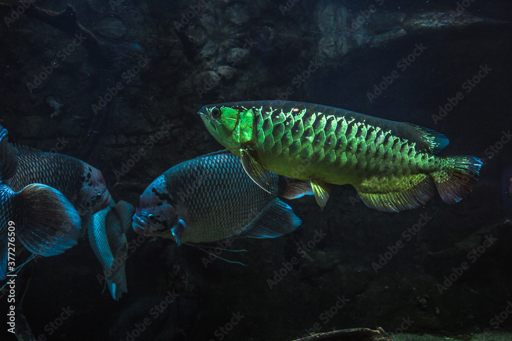 Fototapeta premium loseup shot of Asian Arowana, Scleropages formosus fish