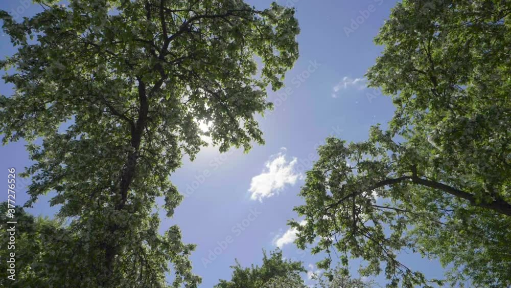 sun in the foliage of a blooming Apple tree slow motion