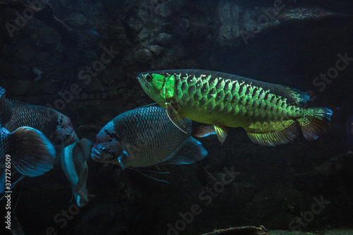 Wallpaper Mural loseup shot of Asian Arowana, Scleropages formosus fish Torontodigital.ca