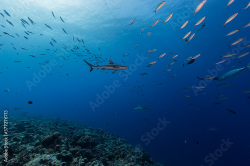 Shark swims with school of fish above coral reef in Micronesia