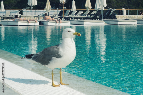 A seagull enjoying weekend vibes near the swimming pool on resort in Slovenia photo