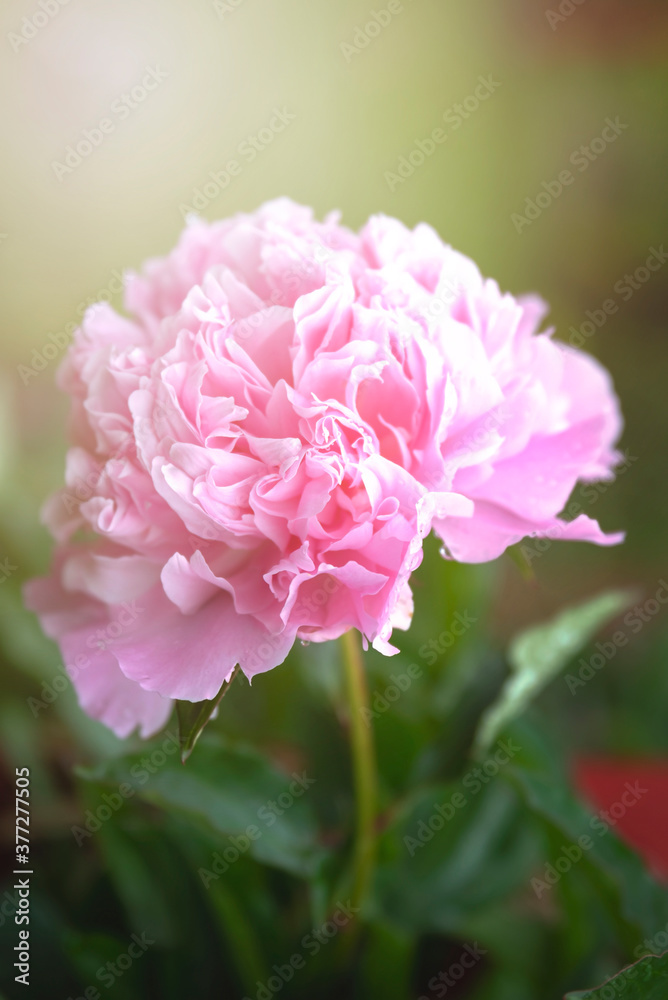 Pink peony flower in summer garden with sunrays. Blooming peonies. Close up of pastel pink flower petals. Peonies background Pink peony flower in summer garden with sunrays. Blooming peonies. Close up of pastel pink flower petals. Peonies background