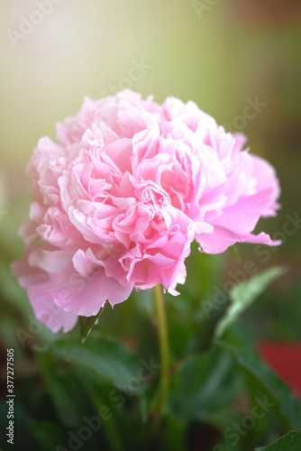 Pink peony flower in summer garden with sunrays. Blooming peonies. Close up of pastel pink flower petals. Peonies background