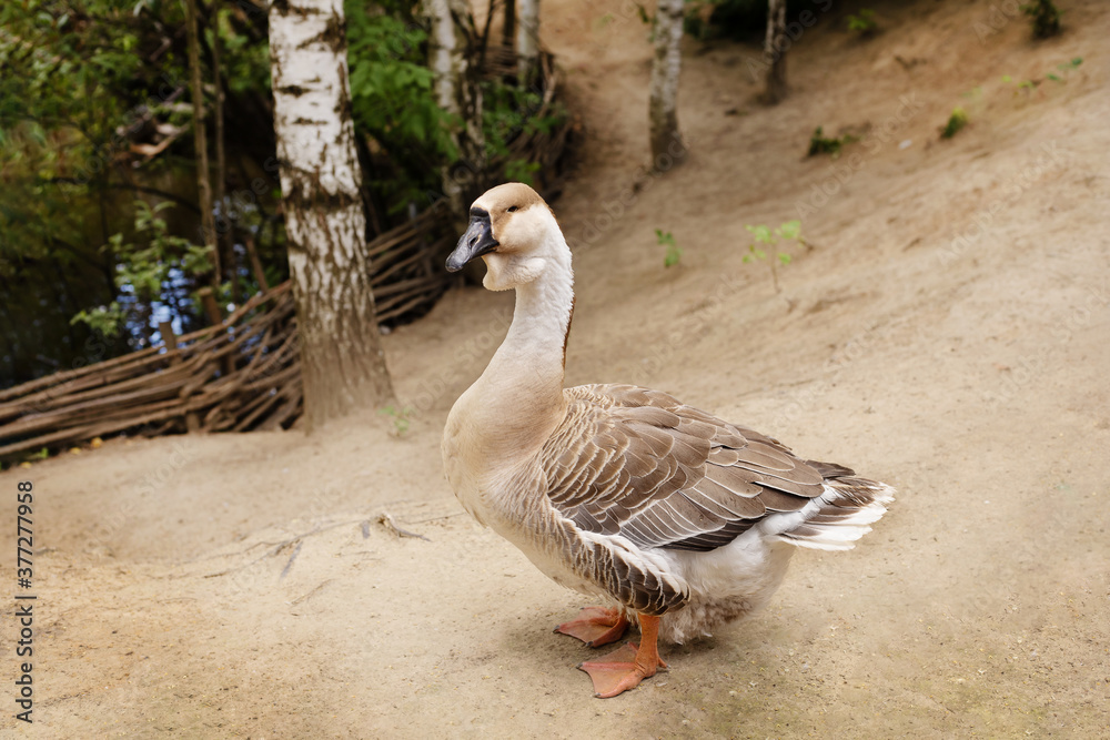 light brown goose with black beak in nature close-up light brown goose with black beak in nature close-up