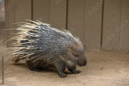 porcupine in the ground