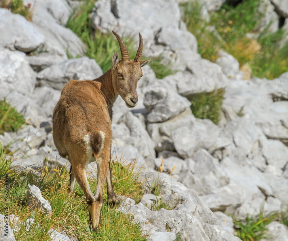Female wild alpine ibex, capra ibex, or steinbock walking on the rocks in Alps mountain, France Female wild alpine ibex, capra ibex, or steinbock walking on the rocks in Alps mountain, France