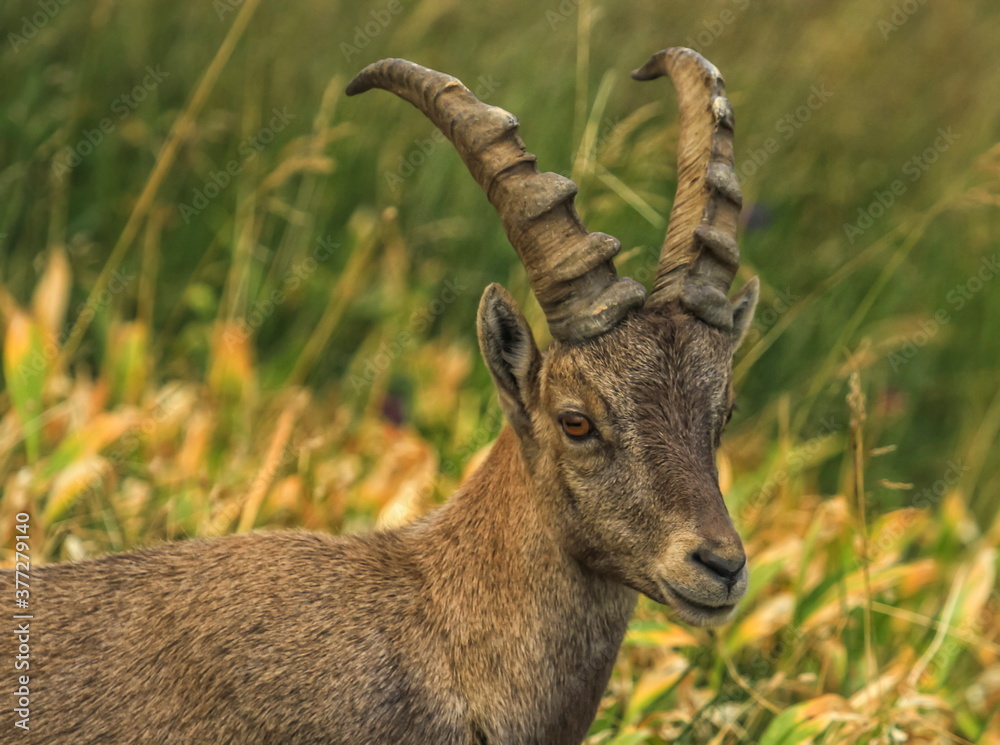Male wild alpine ibex, capra ibex, or steinbock walking in Alps mountain, France