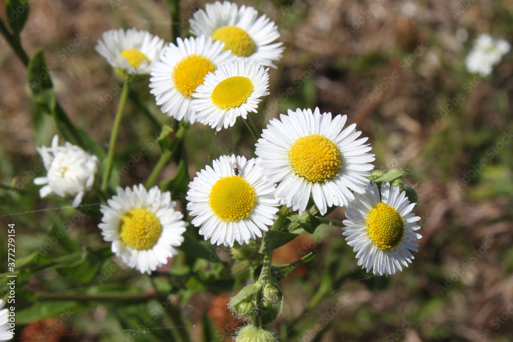 Obraz premium Garden daisy flowers on a sunny day in the garden