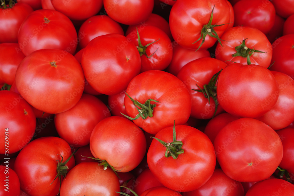 background with many quality red tomatoes background with many quality red tomatoes