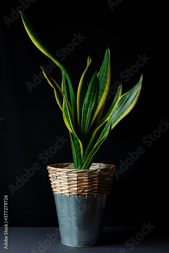 Interior decoration and houseplant care concept. Sansevieria trifasciata prain or snake plant in metallic and wicker flower pot isolated on black background photo
