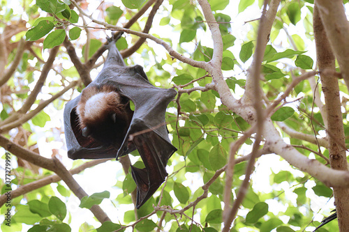 Indian flying fox (Pteropus giganteus) hanging on a tree branch