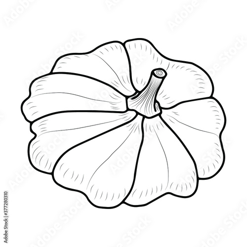 Sketch of the squash. Vector isolated element for design. Vegetables for health.