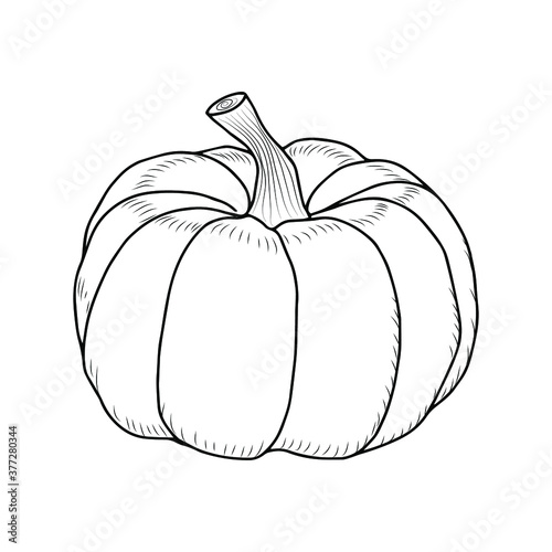 Sketch of a pumpkin. Vegetable doodle. Vector isolated outline element for design.
