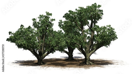 a group of Big Leaf Maple Trees on a sand area - isolated on white background - 3D illustration