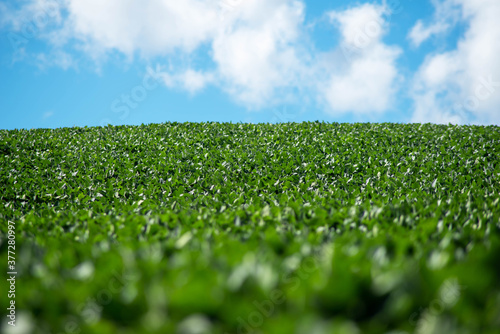 Beautiful natural scene of a hillside soybean field extends to the horizon. Selective focus, defocused foreground gives an ethereal look. Natural light with copy space. Positive, cheerful emotions.