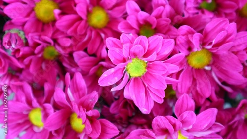 pink flowers