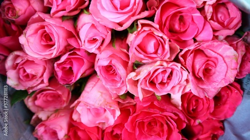 pink roses background © วอน จังมึง