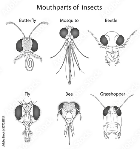 The head in most insects is enclosed in a hard, heavily sclerotized, exoskeletal head capsule.
The head capsule bears most of the main sensory organs, including the antennae, ocelli, and the compound  photo