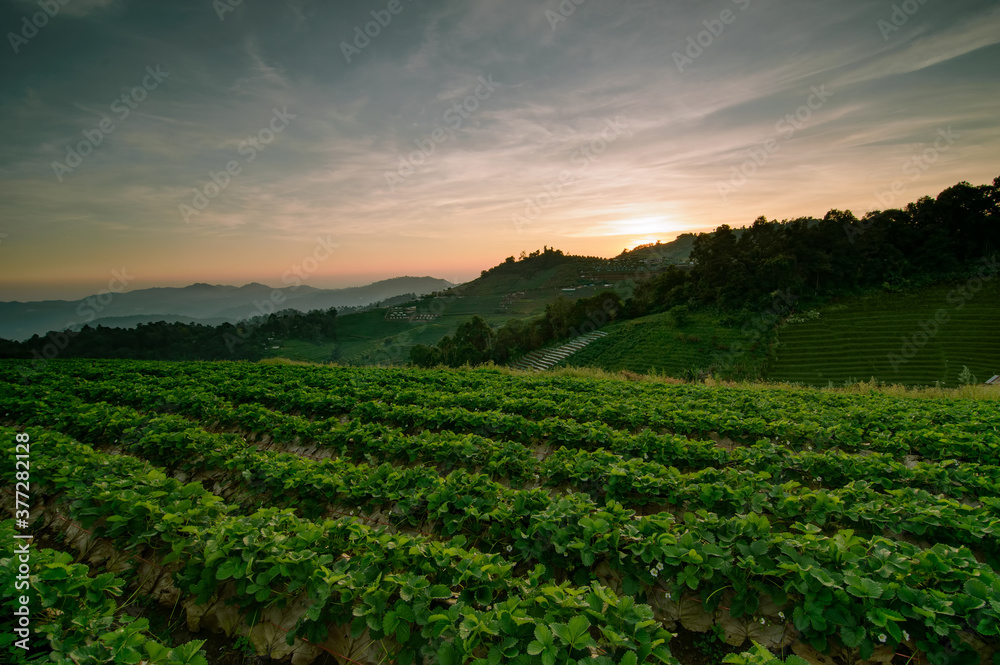 sunset at strawberry field on a hill in northern of thailand.. sunset at strawberry field on a hill in northern of thailand..