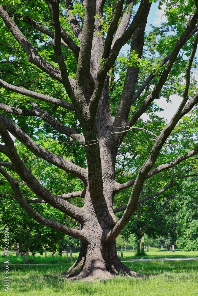 Big Tree with Branches in Czech Park in Prague. In Botany, a Tree is a Perennial Plant with an Elongated Stem, or Trunk, supporting Branches and Leaves in most Species.