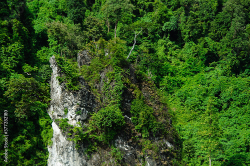 Thai beautiful green forest grow on a mountain