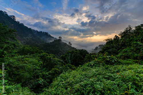 morning view in tropical forest