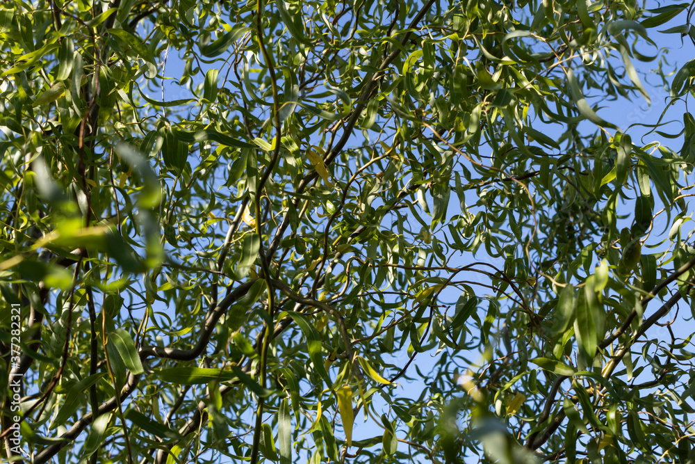 Close-up. Against the background of the blue sky, the winding branches of a willow called Close-up. Against the background of the blue sky, the winding branches of a willow called