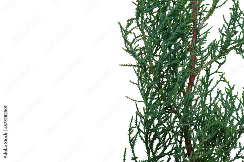 close up shot of a part of a pine tree branches with green small leaves for decorations or background
