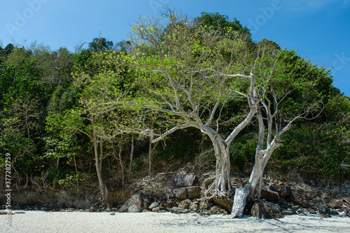 big tree on a beach, background, scenery, green, peacefull, blue sky photo
