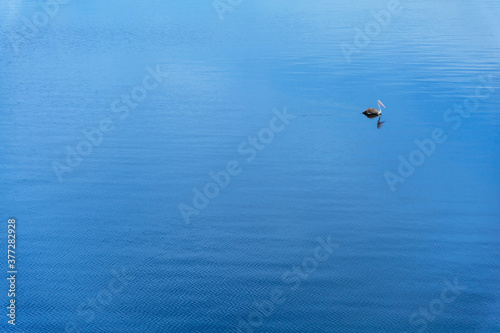 a pelican swim along in a big lake