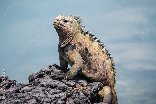 Galapagos sea saltwater iguana sitting on a rock and blue ocean waves in the background, Tintoreras © Albina K