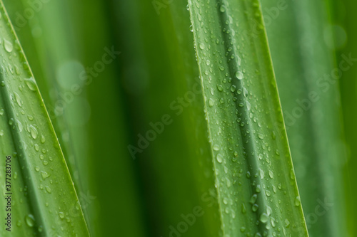 Selective focus fresh green leaves with raindrop. Water drops or rain drop on green plant leaves in garden. Nature background. Rainy season. Green leaf texture background with minimal pattern for spa.