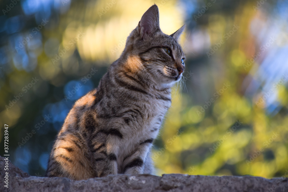 Cat portrait close up pet domestic kitten animal photo Cat portrait close up pet domestic kitten animal photo