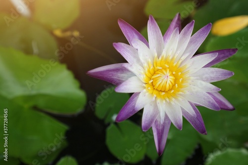 pink water lily