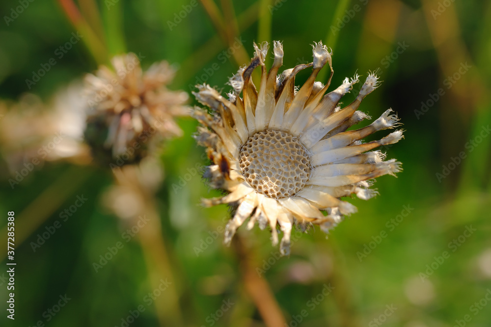 Nahaufnahme / Makro einer Distel mit einer trockenen sternförmigen Blüte