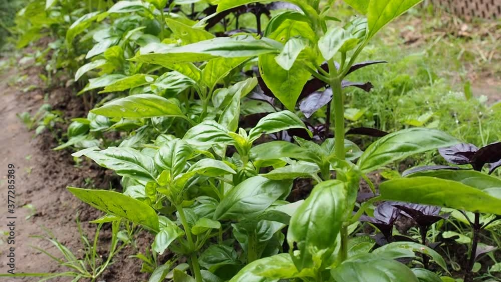 Green Basil leaves. The fragrant seasoning grows in a garden bed Green Basil leaves. The fragrant seasoning grows in a garden bed