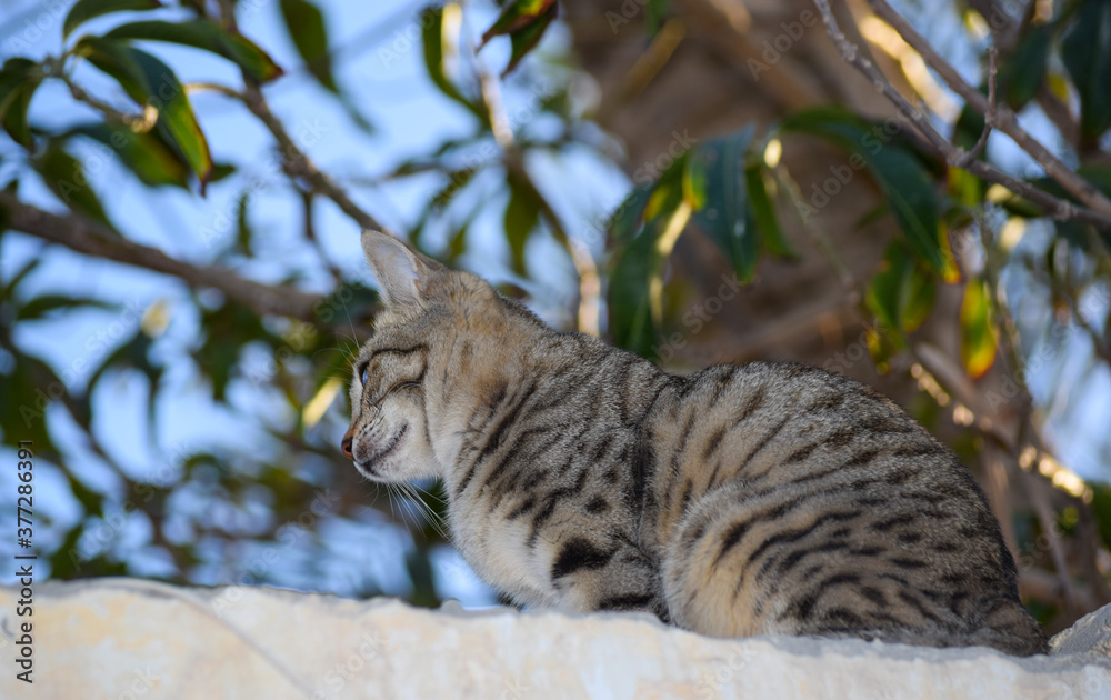 Obraz premium cat close up young female. pet domestic animal nature colorful background. Asian fat kitten landscape plants leaf wallpaper