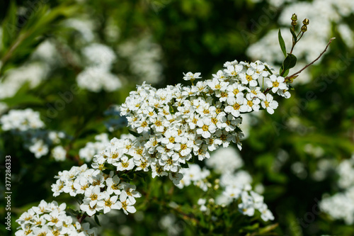 Blooming bush of spirea. Spring time. Spirea blossom