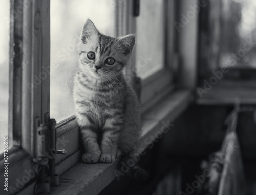 Portrait of a kitten in vintage style.