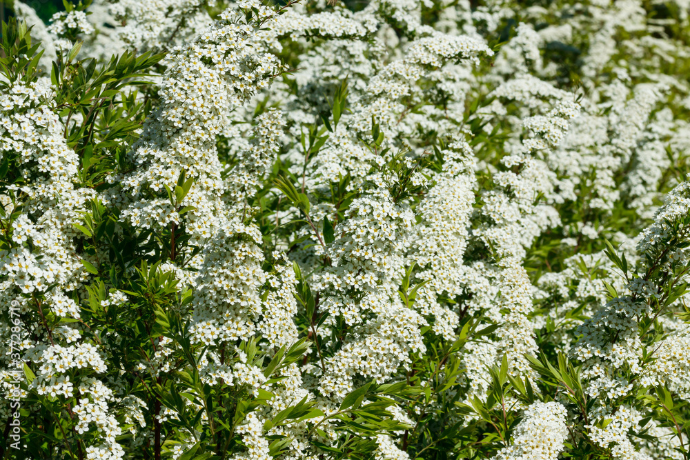 Blooming bush of spirea. Spring time. Spirea blossom Blooming bush of spirea. Spring time. Spirea blossom
