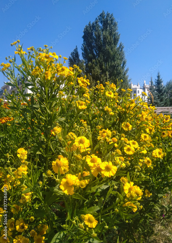 Obraz premium yellow flowers in the field