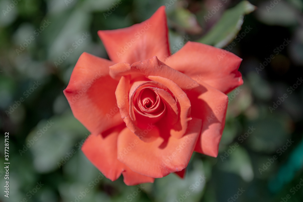 large single red rose in a garden