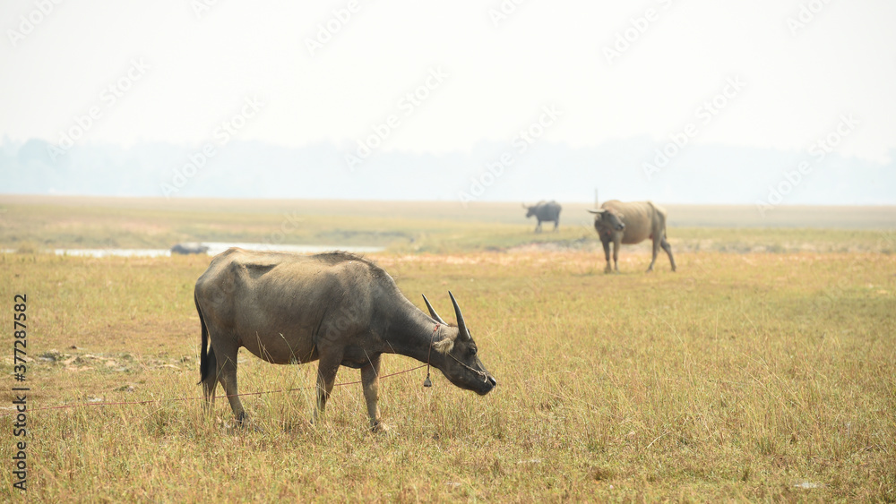 Thai buffalo eat grass in the meadow Thai buffalo eat grass in the meadow
