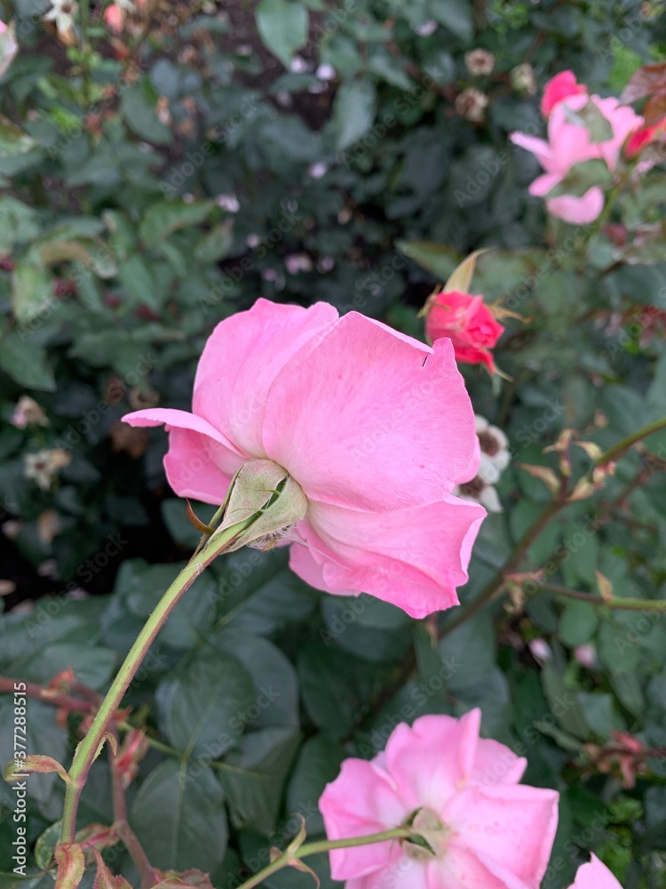 Pink garden roses bush